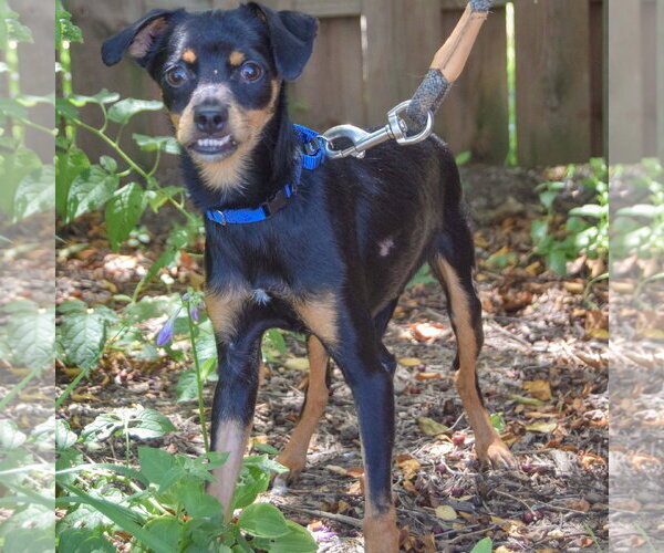 Medium Photo #4 Dachshund-Italian Greyhound Mix Puppy For Sale in Huntley, IL, USA