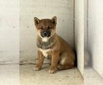 Puppy 0 Shiba Inu