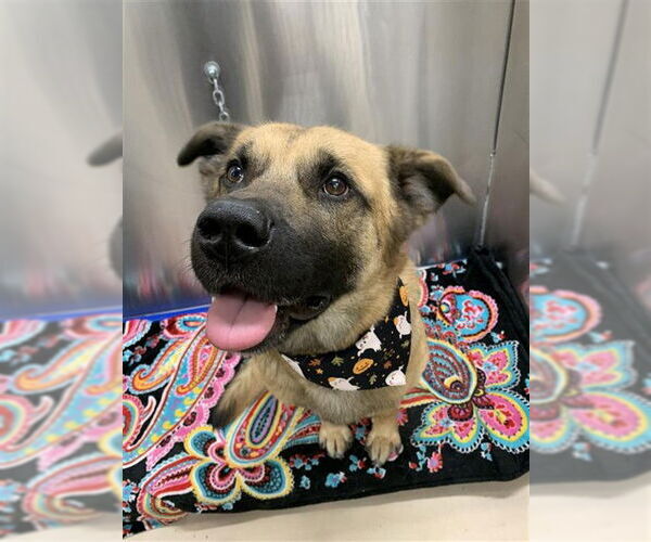 Medium Photo #1 German Shepherd Dog-Unknown Mix Puppy For Sale in Fairbanks, AK, USA