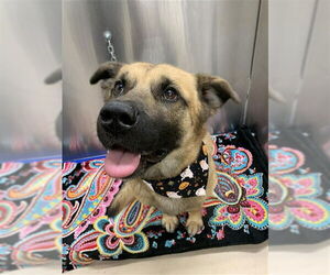 Medium German Shepherd Dog Mix