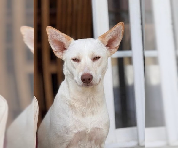 Medium Photo #2 Siberian Husky-Unknown Mix Puppy For Sale in Germantown, OH, USA