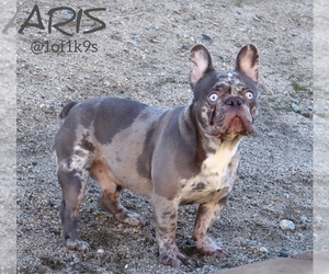 French Bulldog Puppy for sale in PALMDALE, CA, USA