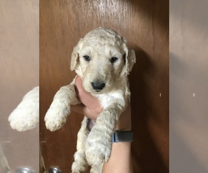 Goldendoodle Puppy for sale in HICKORY, NC, USA