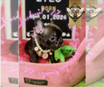 Small Photo #18 French Bulldog Puppy For Sale in CHARLESTON, SC, USA