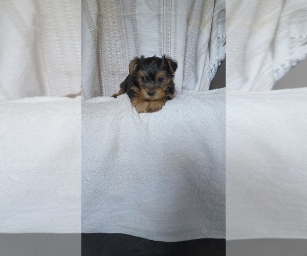 Medium Photo #12 Yorkshire Terrier Puppy For Sale in BENSON, NC, USA