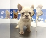 Small Photo #12 French Bulldog Puppy For Sale in SACRAMENTO, CA, USA