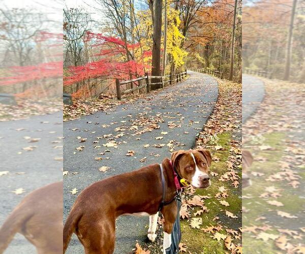 Medium Photo #34 Boxador Puppy For Sale in Elmsford, NY, USA