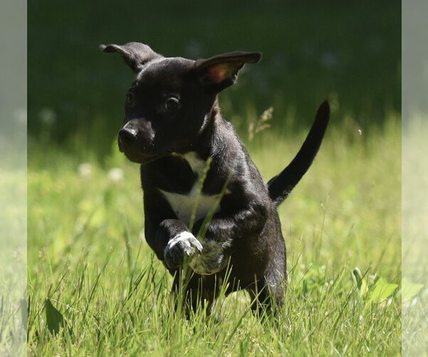 Medium Photo #10 Shepweiller Puppy For Sale in Mechanicsburg, PA, USA