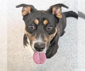 Labrador Retriever-Unknown Mix Dogs for adoption in Houston, TX, USA