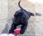Small Photo #6 Sheepadoodle Puppy For Sale in DUNCAN, OK, USA