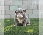 Small #13 English Bulldog