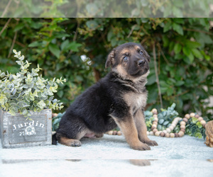Medium German Shepherd Dog