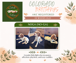 Small Photo #5 Brittany Puppy For Sale in MONTROSE, CO, USA