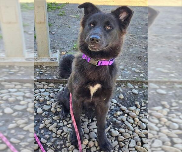 Medium Photo #1 Chow Chow-Unknown Mix Puppy For Sale in Sacramento, CA, USA
