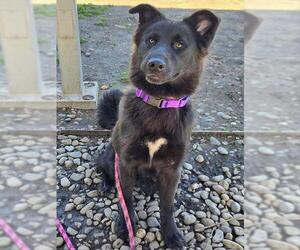 Chow Chow-Unknown Mix Dogs for adoption in Sacramento, CA, USA