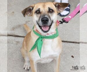 Labrador Retriever-Unknown Mix Dogs for adoption in Washington, DC, USA