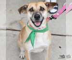 Small Labrador Retriever Mix