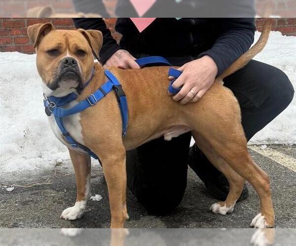 Medium Photo #3 American Staffordshire Terrier Puppy For Sale in Boston, MA, USA