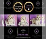 Small Photo #74 Maltipoo (Toy) Puppy For Sale in WARSAW, IN, USA