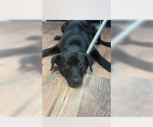 Retriever -Unknown Mix Dogs for adoption in Plainfield, IL, USA