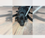 Small Retriever  Mix