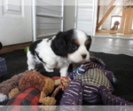 Small Photo #10 Cavalier King Charles Spaniel Puppy For Sale in CARLISLE, KY, USA