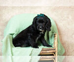 Small Photo #4 Cockapoo Puppy For Sale in WARSAW, IN, USA