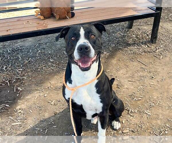 Medium Photo #1 Great Dane-Unknown Mix Puppy For Sale in Orange, CA, USA