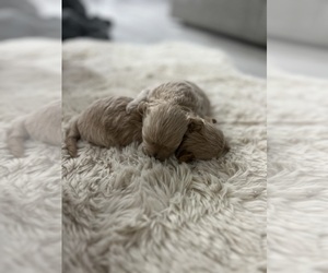 Maltese-Maltipoo Mix Puppy for sale in FREDERICK, CO, USA