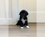 Puppy Purple Australian Shepherd