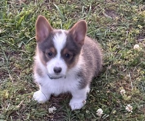 American Corgi Puppy for sale in PRYOR, OK, USA