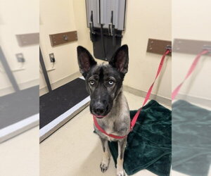Mutt Dogs for adoption in Fremont, CA, USA