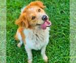 Small Photo #6 Australian Shepherd-English Shepherd Mix Puppy For Sale in Anniston, AL, USA
