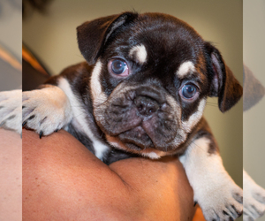 French Bulldog Puppy for Sale in MOUNT PLEASANT, South Carolina USA