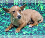 Small #3 Chihuahua Mix
