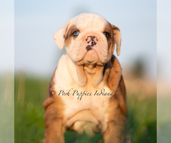 Medium Photo #5 Bulldog Puppy For Sale in WARSAW, IN, USA