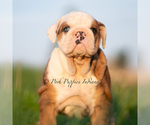 Small #4 Bulldog