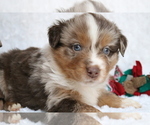 Puppy 0 Australian Shepherd