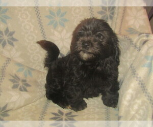 Maltipoo Puppy for sale in BEREA, KY, USA