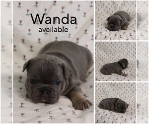 French Bulldog Puppy for sale in MANCHESTER, MI, USA