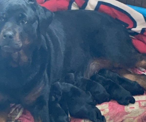 Medium Photo #1 Rottweiler Puppy For Sale in EAST SAINT LOUIS, IL, USA