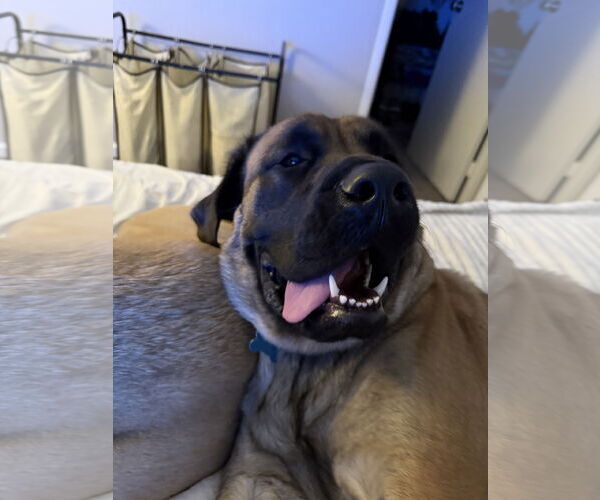 Medium Photo #3 Mastiff Puppy For Sale in Goodyear, AZ, USA