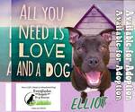Small #30 American Pit Bull Terrier Mix