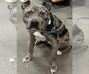 Catahoula Leopard Dog-Unknown Mix Dogs for adoption in Forestville, MD, USA