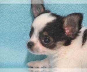 Chihuahua Puppy for sale in CABOOL, MO, USA