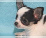 Small Chihuahua