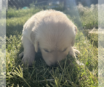 Small Photo #6 Golden Retriever Puppy For Sale in VICI, OK, USA