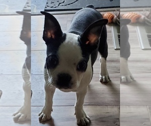 Boston Terrier Puppy for sale in NEWBURY, MA, USA