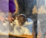 Small Photo #4 Australian Labradoodle Puppy For Sale in PEA RIDGE, AR, USA