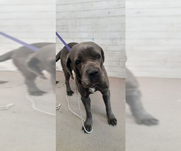 Medium Photo #1 Mastiff-Unknown Mix Puppy For Sale in San Bernardino, CA, USA